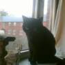 birdy2009dk9