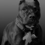 xXxPitBullxXx