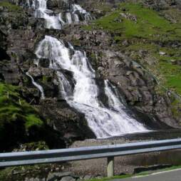 image of blomst4