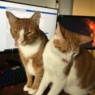 pussekat