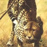 kittish