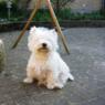 lilli