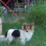 bogen