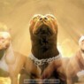 pitbull0408
