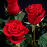 floraarolf