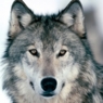 Blackwolf74