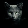 DarkMoon
