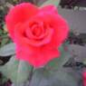 gitte7155