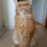 Huffelpuf