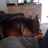 aslan1