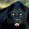 panter30