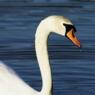 sommerbird