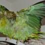 tetty
