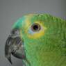 zazu