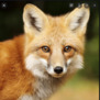 Mikkelfoxhenriksen