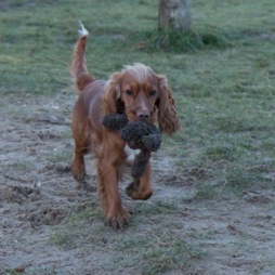 image of dogdeluxe