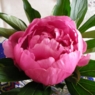 birthe2dk