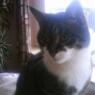 grytter