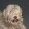 Balu006