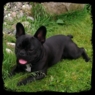 Bullas