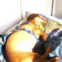 lissi2005