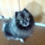 nikolai1995