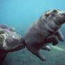 hippo41
