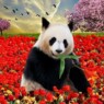 Panda1953