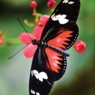 Lisbeth27