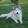 Huskyy