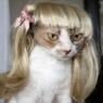 ccstuhrh