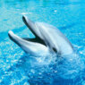 Thedolphin