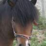 ladriano