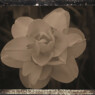 mflower