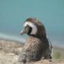 Thepenguin