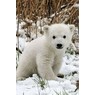 Knut09