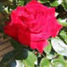 Lillemomse27
