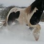 ponypigen