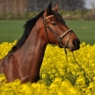lillestar