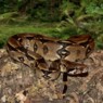 KongeBoa