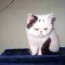 jeca