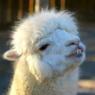 mellemmy