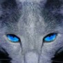 Wildcat
